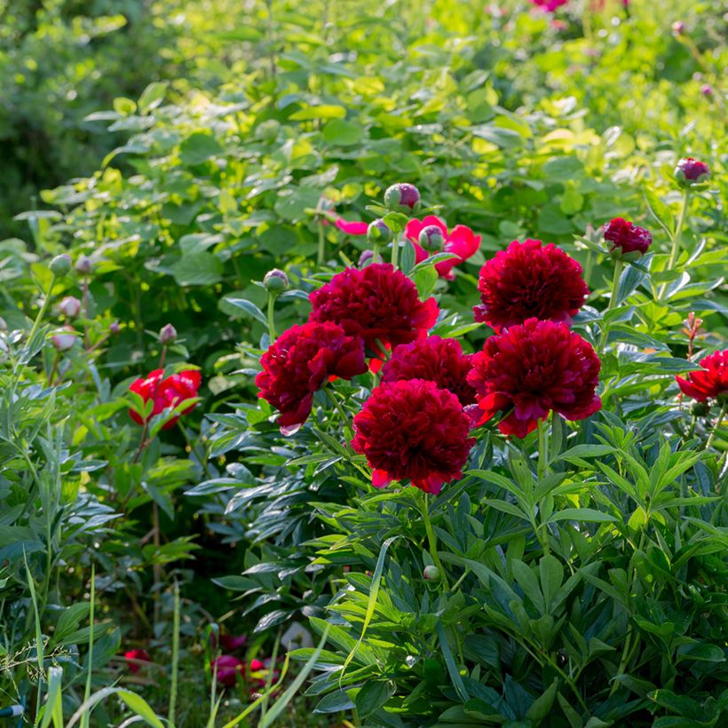 Paeonia lactiflora Command Performance - Edel-Pfingstrosen (Plant habit)