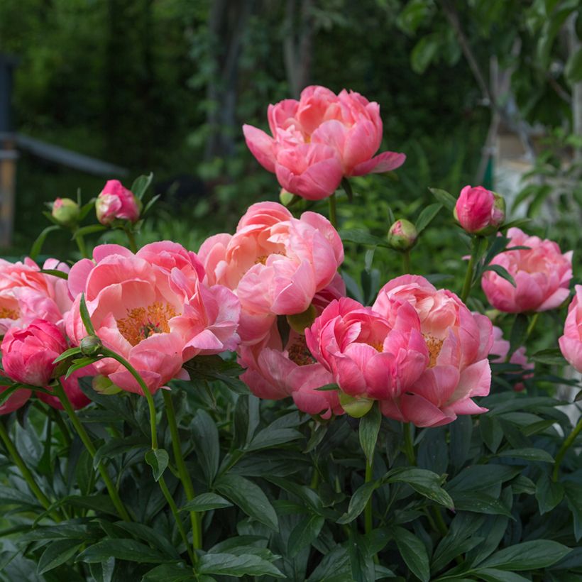 Paeonia lactiflora Coral Charm - Edel-Pfingstrosen (Plant habit)