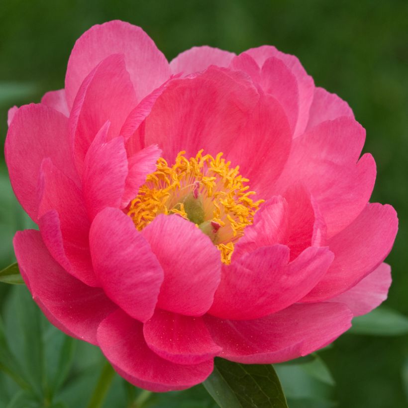 Paeonia lactiflora Cytherea - Edel-Pfingstrosen (Flowering)