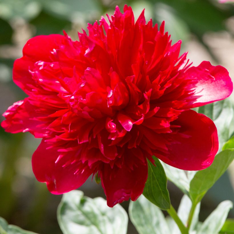 Paeonia lactiflora Diana Parks - Edel-Pfingstrosen (Flowering)