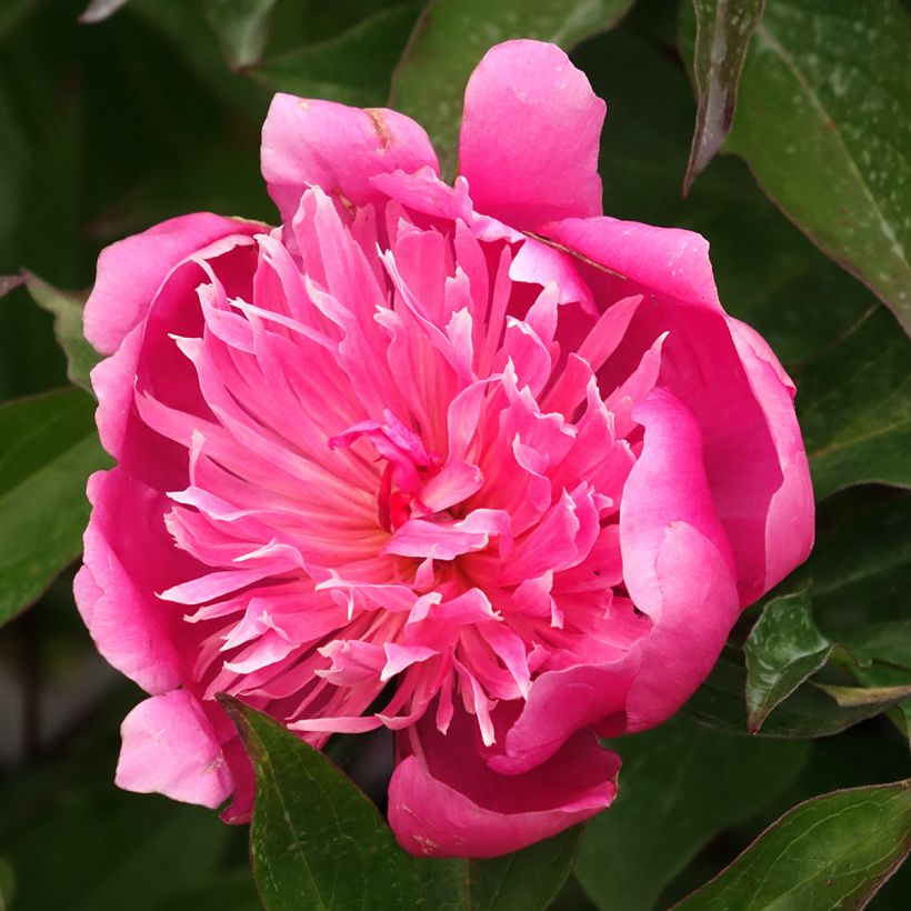 Paeonia lactiflora Edulis Superba - Edel-Pfingstrosen (Blüte)