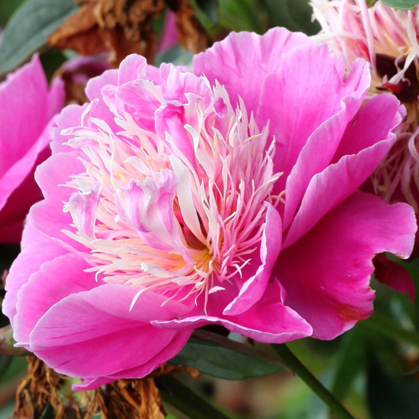 Paeonia lactiflora Fantastic - Edel-Pfingstrosen (Flowering)