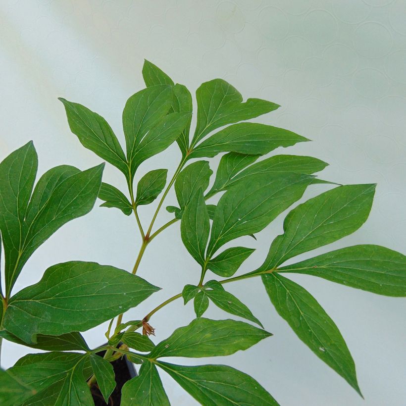 Paeonia lactiflora Festiva Maxima - Edel-Pfingstrosen (Foliage)