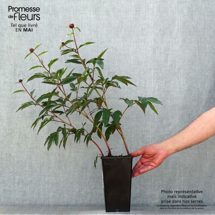 Example of Paeonia lactiflora Gardenia - Edel-Pfingstrosen Topf mit 3L/4L as you get in printemps
