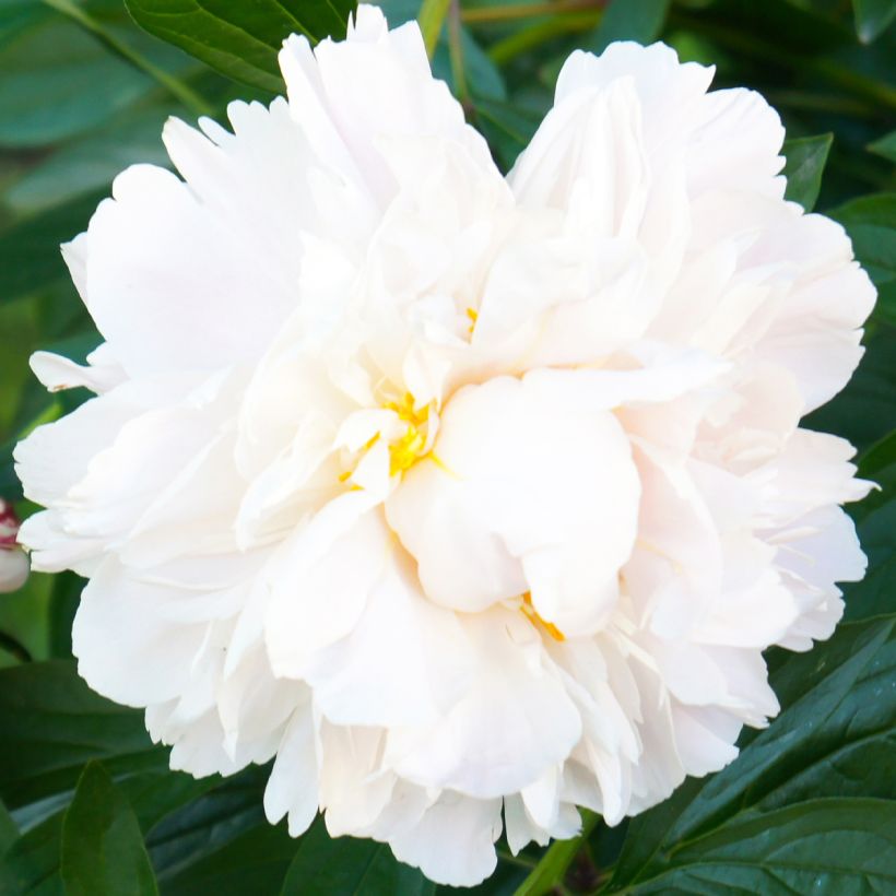 Paeonia lactiflora Gardenia - Edel-Pfingstrosen (Flowering)