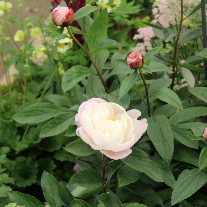Paeonia lactiflora Gardenia - Edel-Pfingstrosen (Foliage)