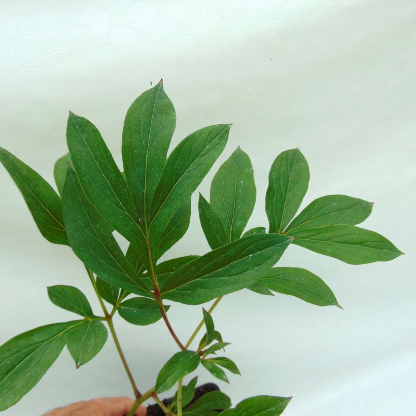 Paeonia lactiflora Kansas - Edel-Pfingstrosen (Foliage)