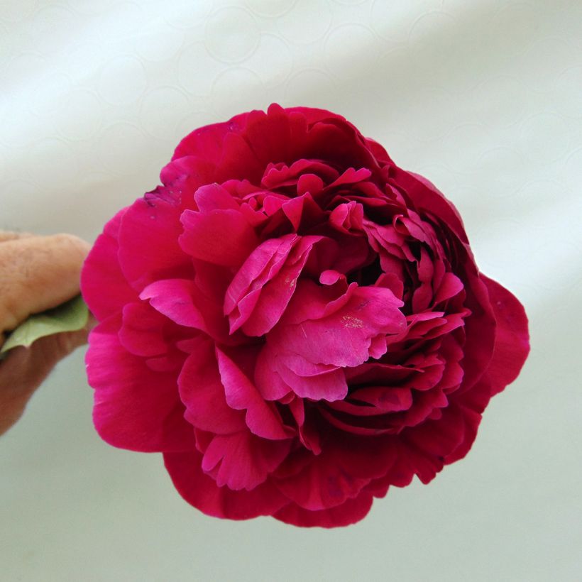 Paeonia lactiflora Kansas - Edel-Pfingstrosen (Flowering)