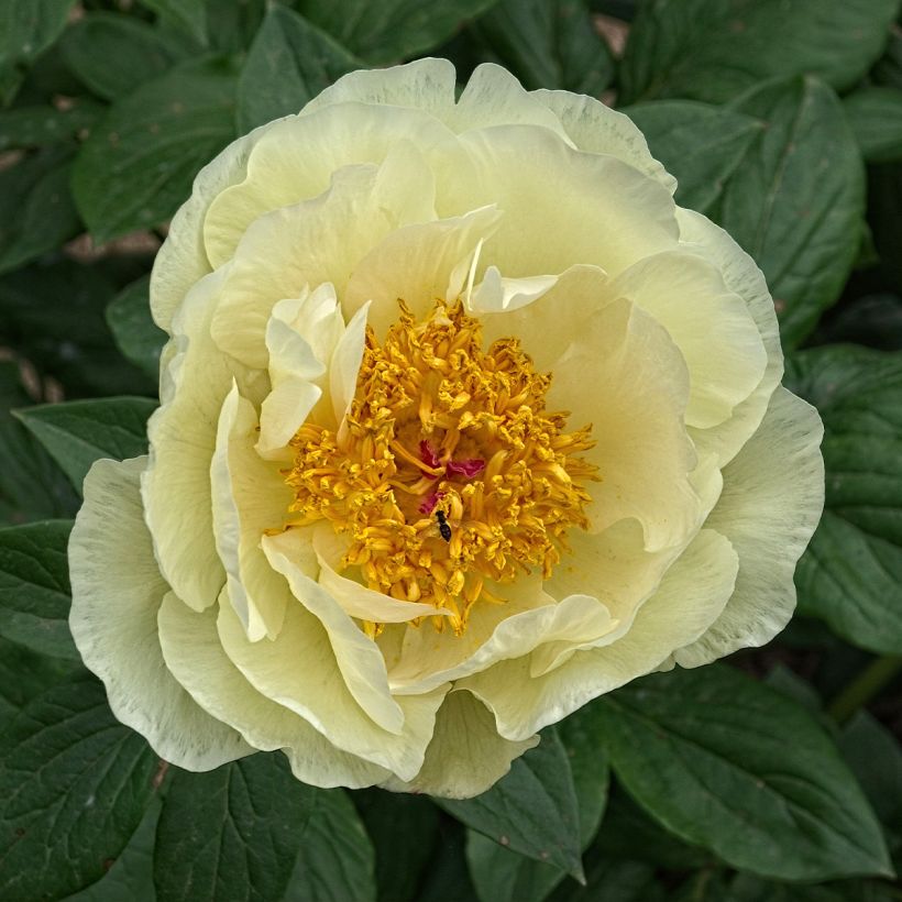 Paeonia lactiflora Lemon Chiffon - Edel-Pfingstrosen (Flowering)