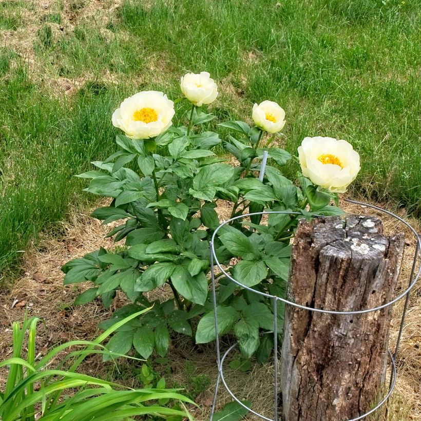 Paeonia lactiflora Lemon Chiffon - Edel-Pfingstrosen (Plant habit)