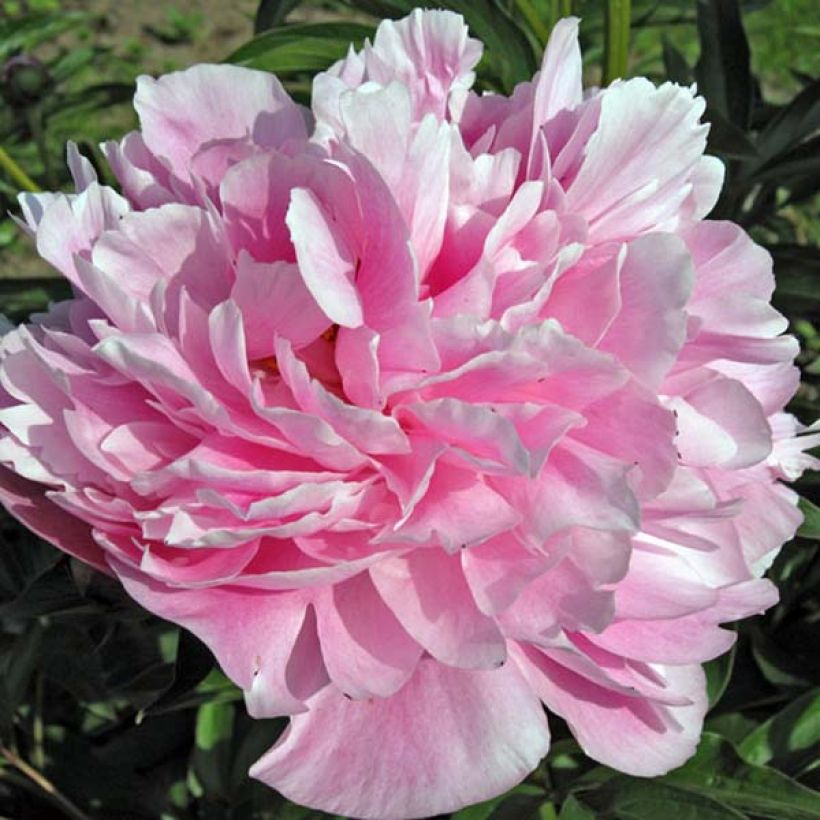 Paeonia lactiflora Miss Eckhardt - Edel-Pfingstrosen (Flowering)