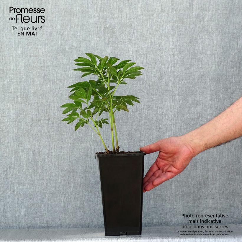 Example of Paeonia lactiflora Miss Eckhardt - Edel-Pfingstrosen Topf mit 3L/4L as you get in printemps