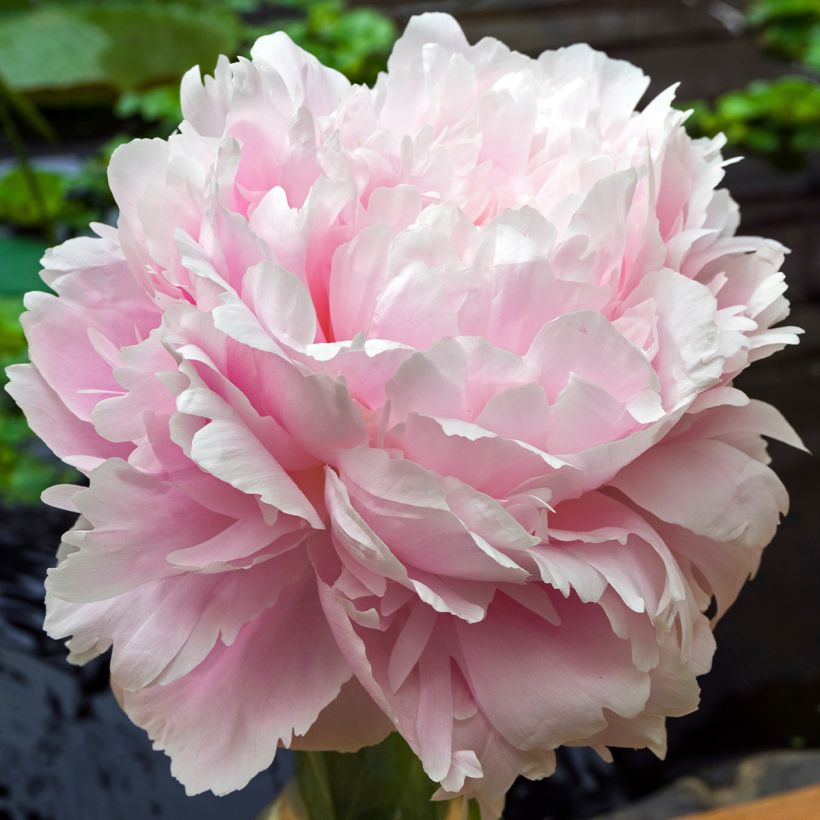 Paeonia lactiflora Morning Kiss - Edel-Pfingstrosen (Flowering)