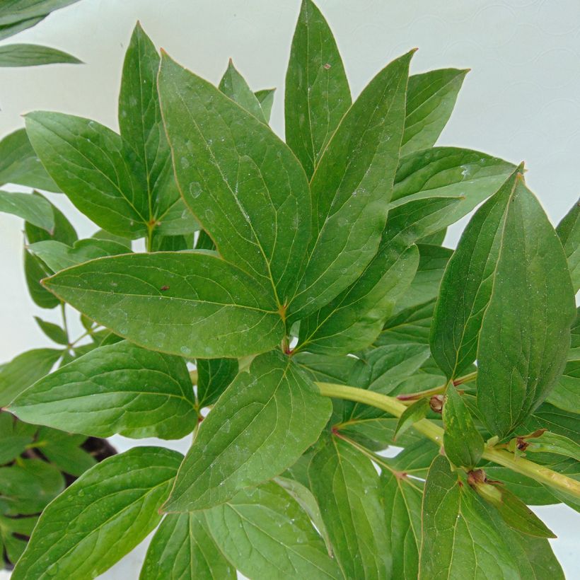 Paeonia lactiflora Mother's Choice - Edel-Pfingstrosen (Foliage)
