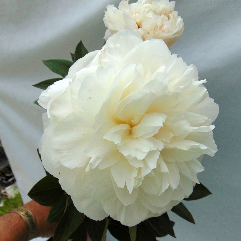 Paeonia lactiflora Mother's Choice - Edel-Pfingstrosen (Flowering)