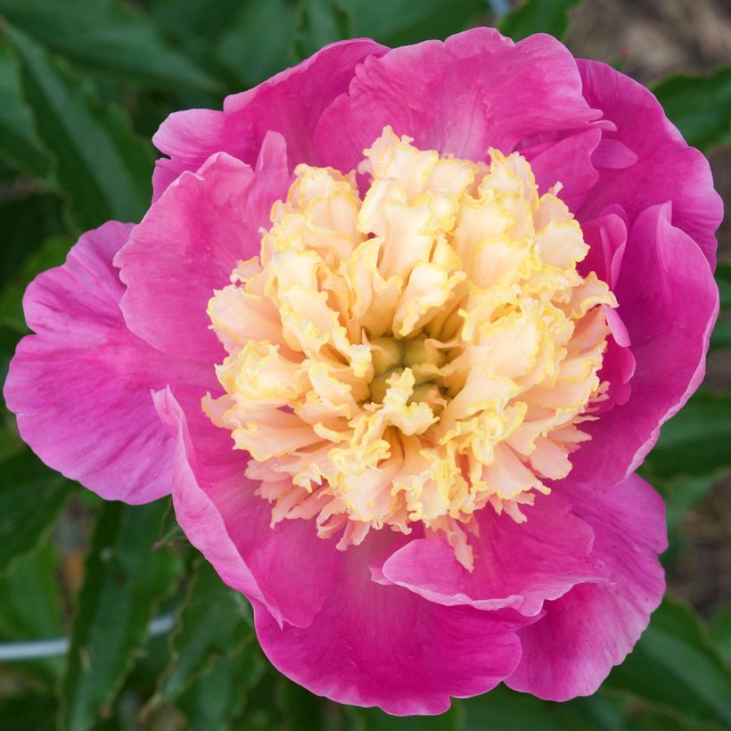 Paeonia lactiflora Mr G.F. Hemerik - Edel-Pfingstrosen (Flowering)