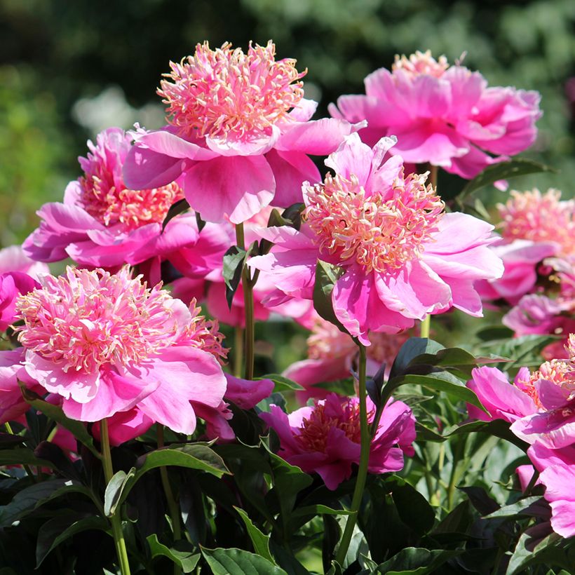 Paeonia lactiflora Neon - Edel-Pfingstrosen (Flowering)