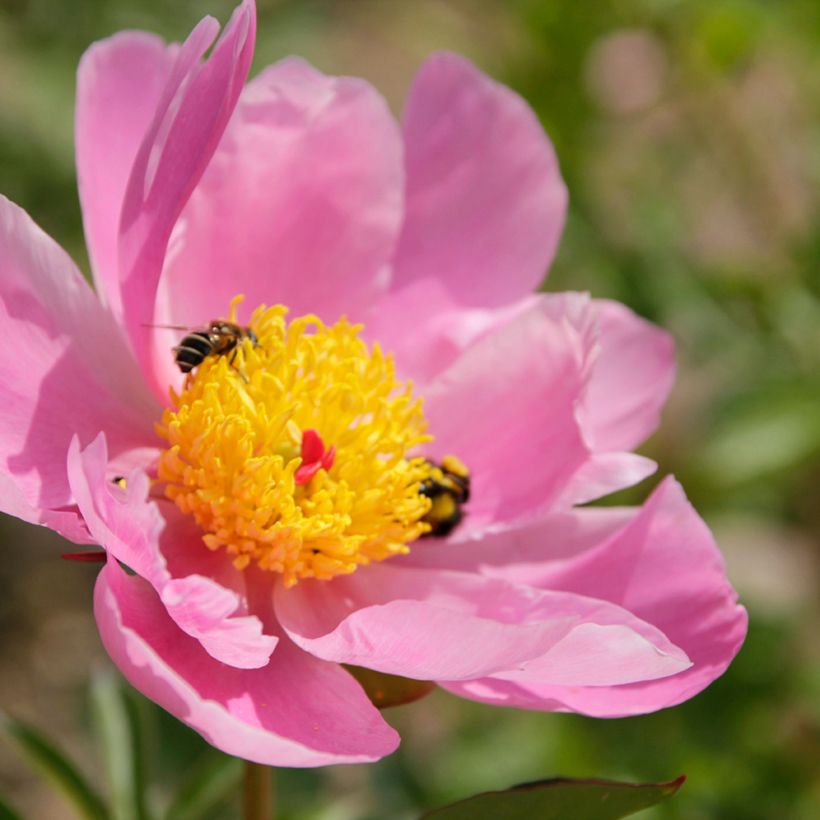 Paeonia lactiflora Nymphe - Edel-Pfingstrosen (Flowering)