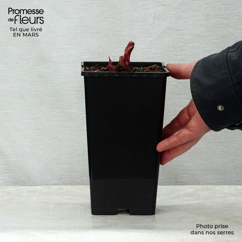 Example of Paeonia lactiflora Peter Brand - Edel-Pfingstrosen Topf mit 3L/4L as you get in printemps