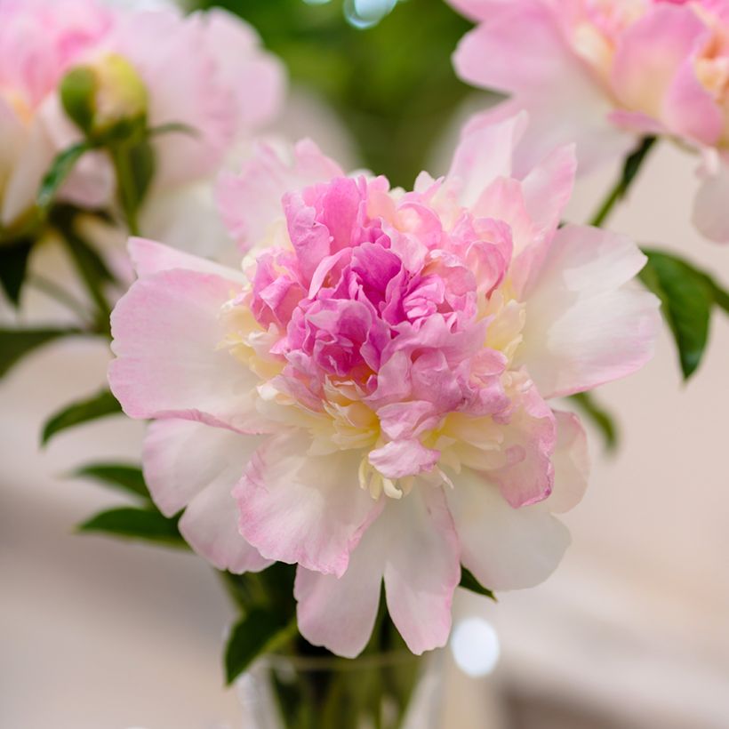 Paeonia lactiflora Raspberry Sunday - Edel-Pfingstrosen (Flowering)
