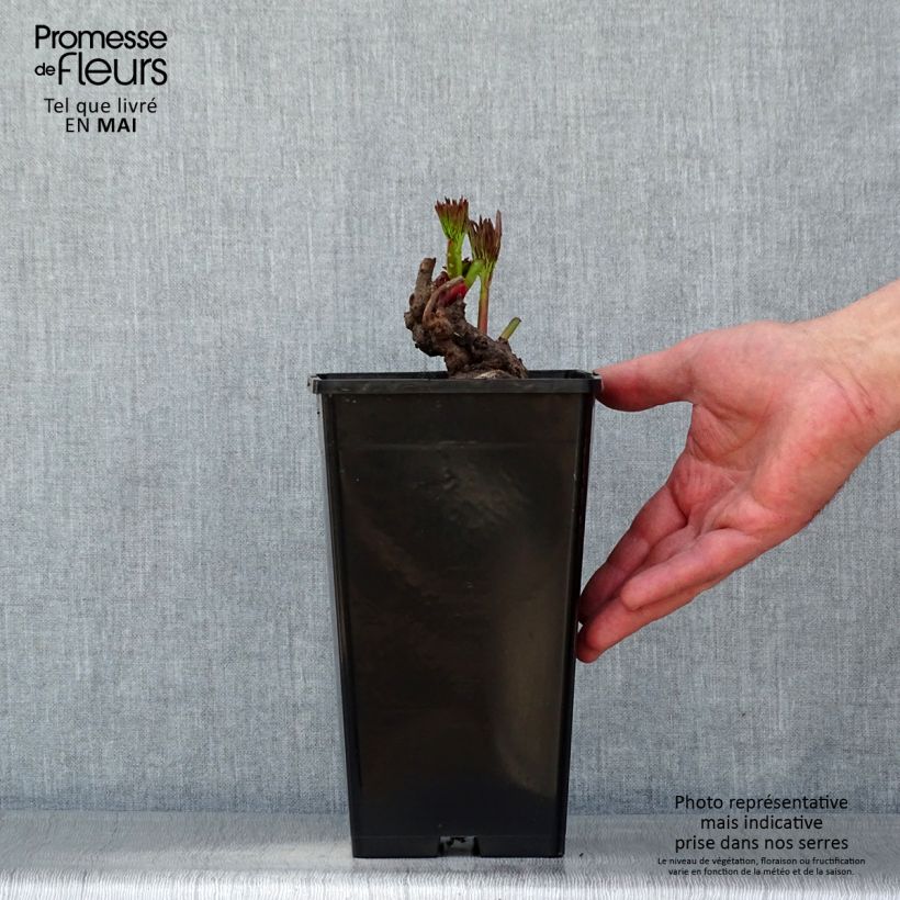 Example of Paeonia lactiflora Reine Hortense - Edel-Pfingstrosen Topf mit 4L/5L as you get in printemps
