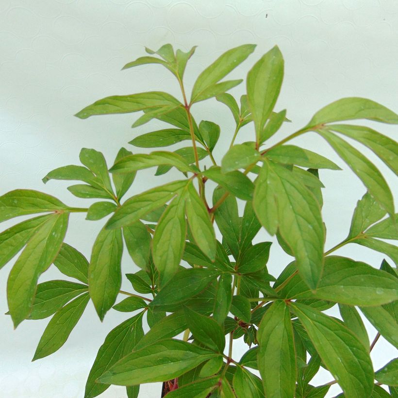 Paeonia lactiflora Sarah Bernhardt - Edel-Pfingstrosen (Foliage)