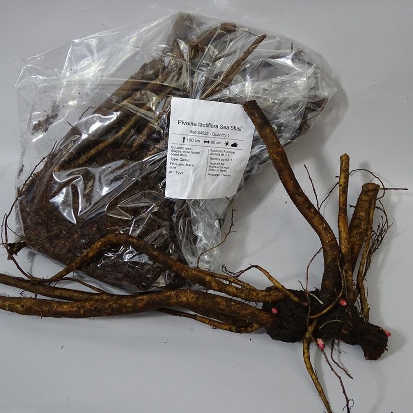 Example of Paeonia lactiflora Sea Shell - Edel-Pfingstrosen Stamm 3/5 Augen as you get