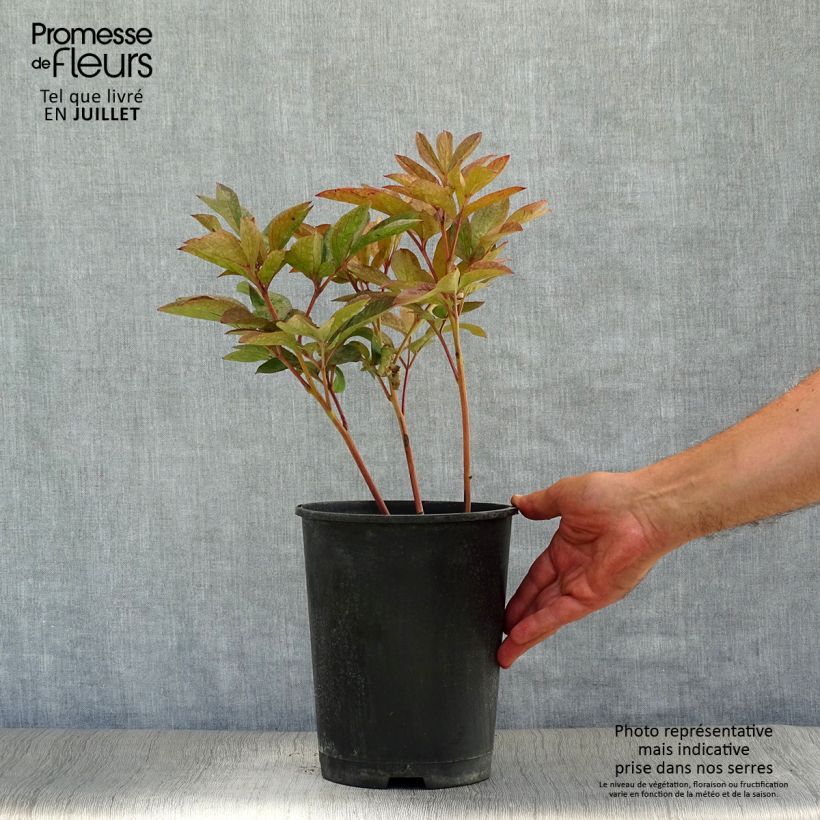 Example of Paeonia lactiflora Solange - Edel-Pfingstrosen Topf mit 3L/4L as you get in ete