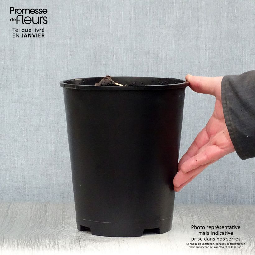 Exemplar von Paeonia lactiflora Solange - Edel-Pfingstrosen Topf mit 3L/4L wie im Winter geliefert