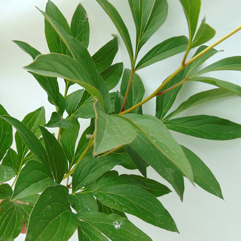 Paeonia lactiflora Sorbet - Edel-Pfingstrosen (Foliage)