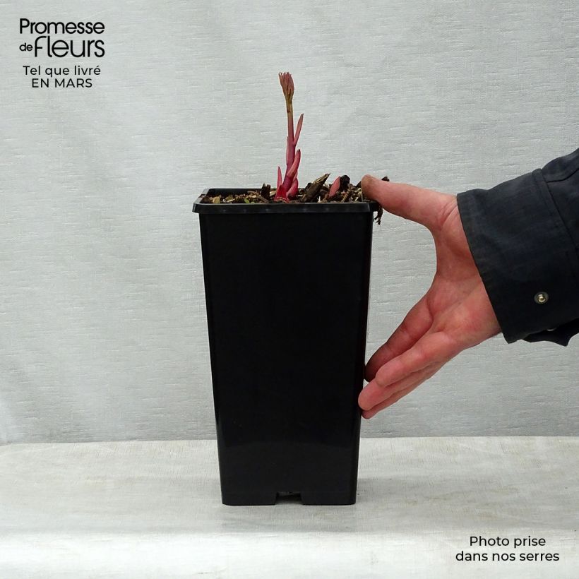 Exemplar von Paeonia lactiflora Sorbet - Edel-Pfingstrosen Topf mit 3L/4L wie im Frühjahr geliefert