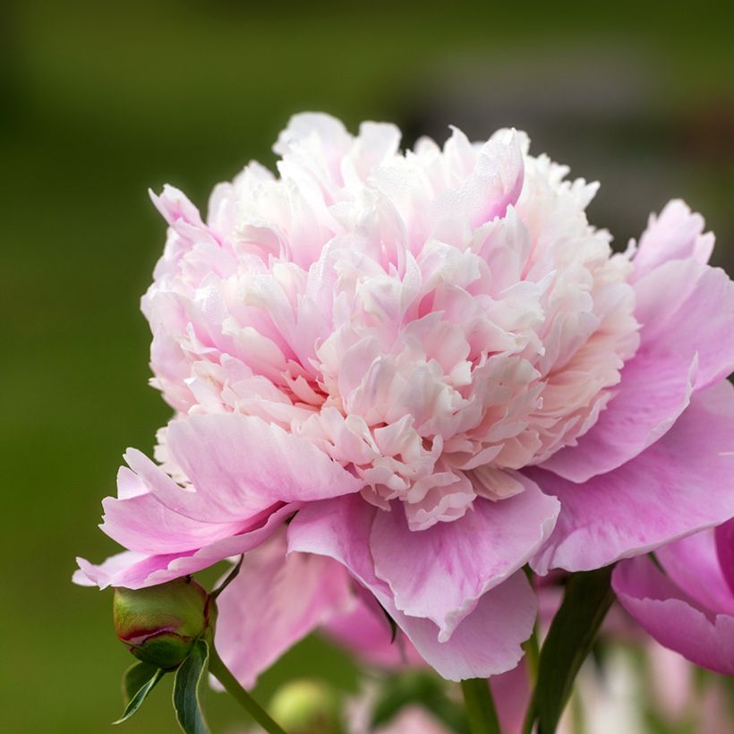 Paeonia lactiflora Sorbet - Edel-Pfingstrosen (Flowering)