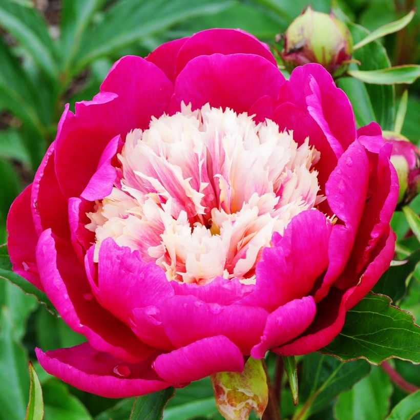 Paeonia lactiflora White Cap - Edel-Pfingstrosen (Flowering)