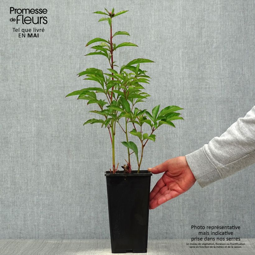 Exemplar von Paeonia lactiflora White Wings - Edel-Pfingstrosen Topf mit 3L/4L wie im Sommer geliefert