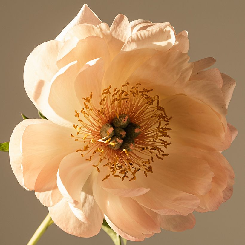 Paeonia lactiflora King's Day - Edel-Pfingstrosen (Flowering)