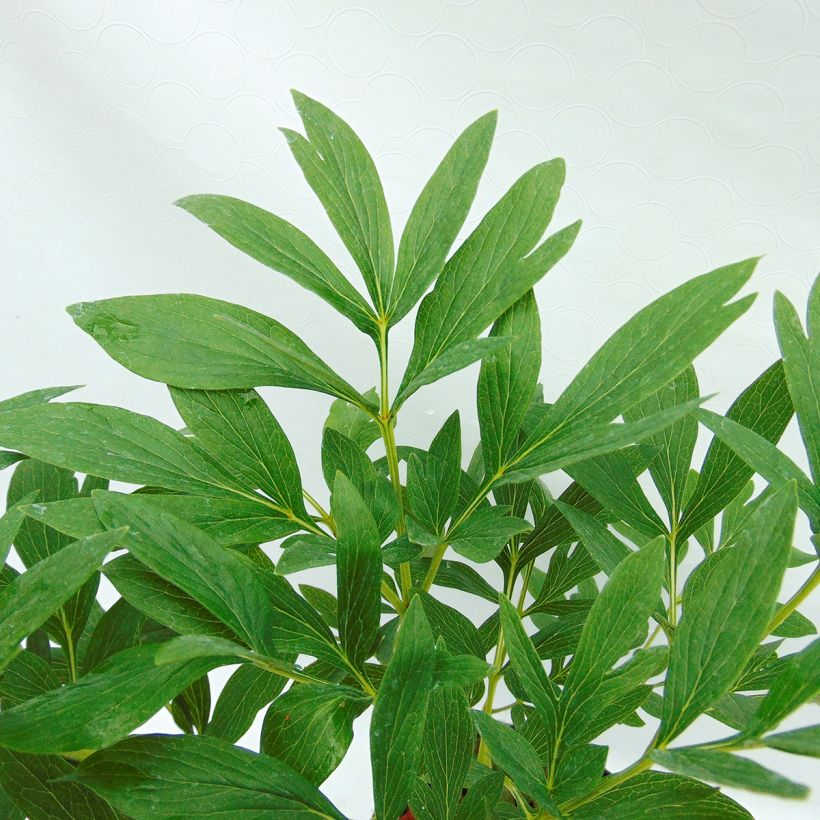 Paeonia officinalis Rosea Plena - Pfingstrose (Foliage)