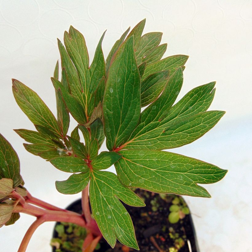 Paeonia officinalis Rubra Plena - Pfingstrose (Foliage)