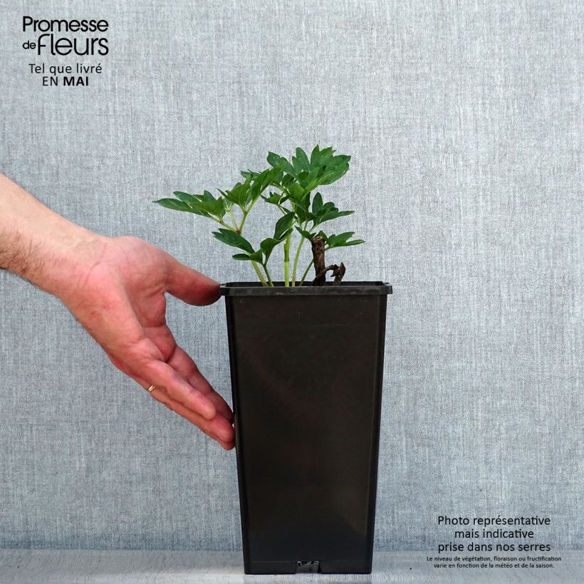 Exemplar von Paeonia officinalis Rubra Plena - Pfingstrose Topf 12 cm / 13 cm wie im Frühjahr geliefert