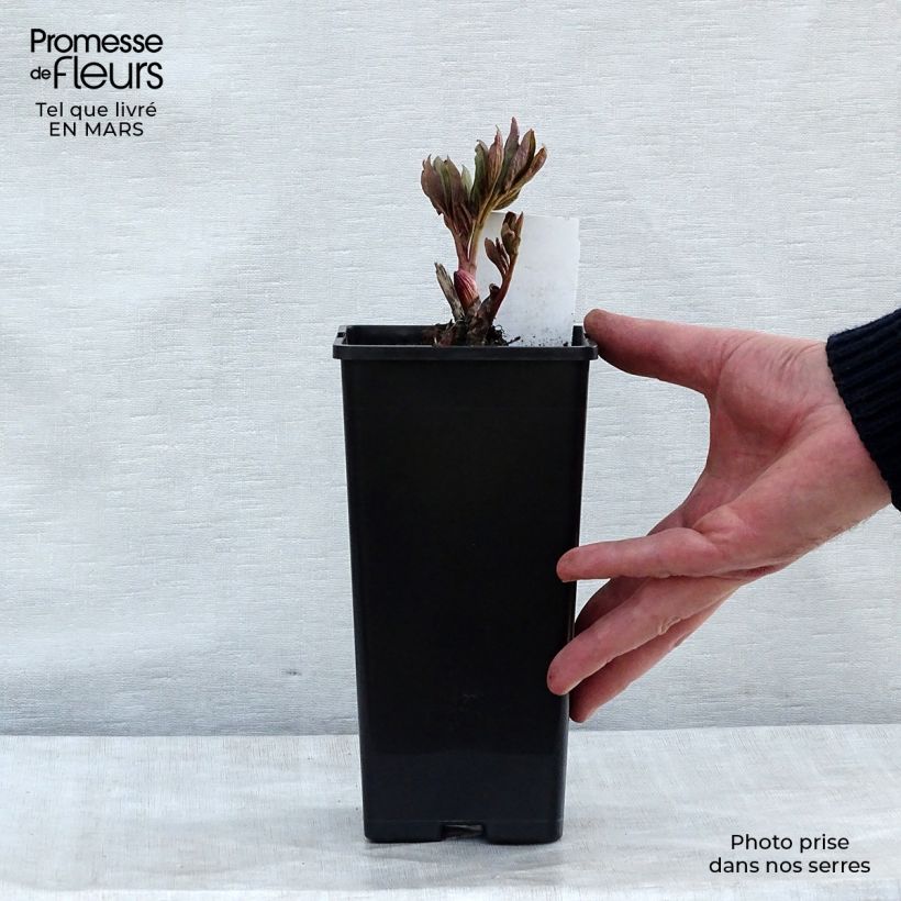 Exemplar von Paeonia officinalis Rubra Plena - Pfingstrose Topf 12 cm / 13 cm wie im Winter geliefert