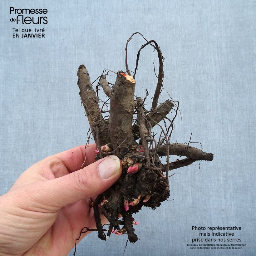 Example of Paeonia officinalis Rubra Plena - Pfingstrose Stamm 3/5 Augen as you get in hiver