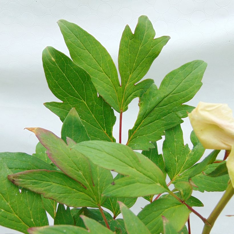 Paeonia suffruticosa Pink - Strauch-Pfingstrose (Foliage)