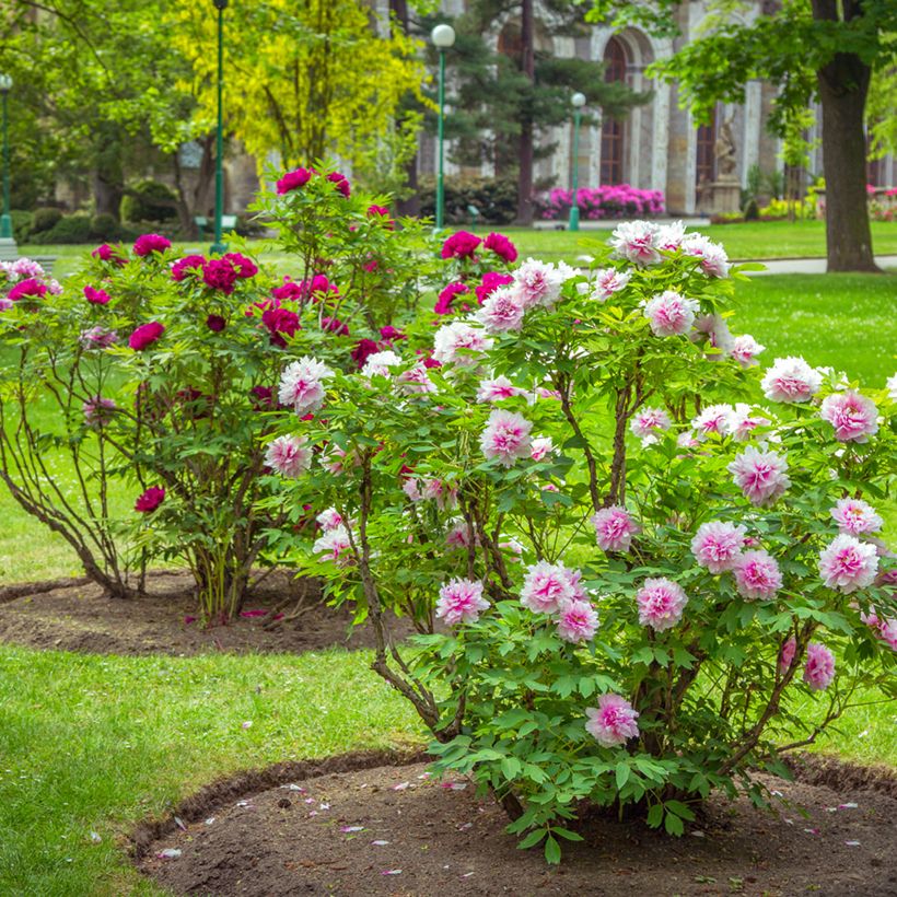 Paeonia suffruticosa Pink - Strauch-Pfingstrose (Plant habit)