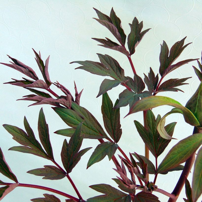 Paeonia suffruticosa White - Strauch-Pfingstrose (Foliage)