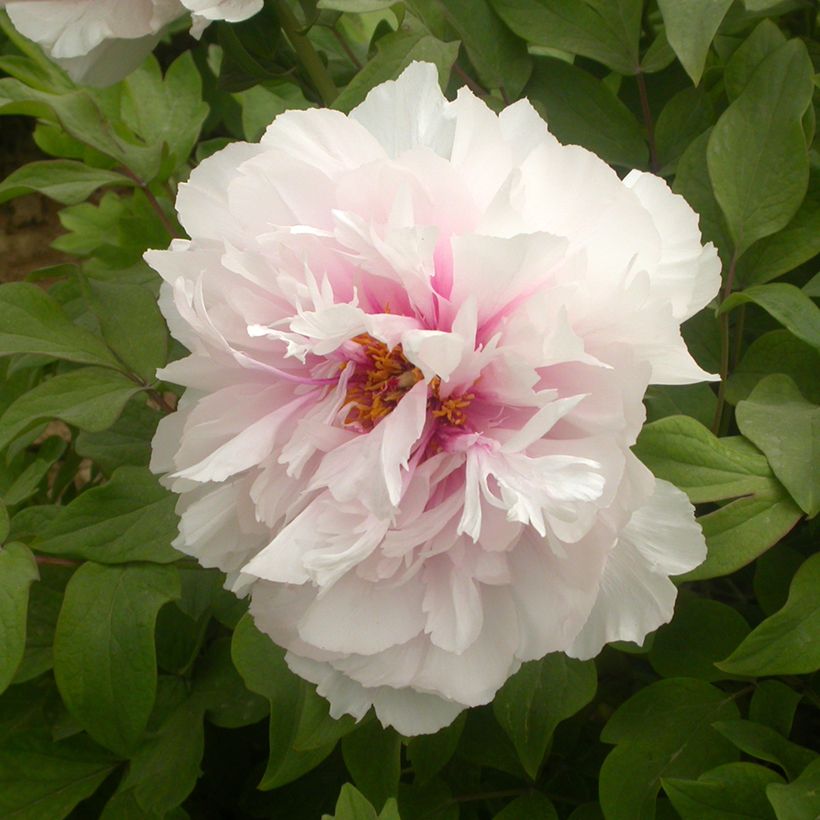 Paeonia suffruticosa Xue Ying Tao Hua (Peachy Snow) - Strauch-Pfingstrose (Blüte)