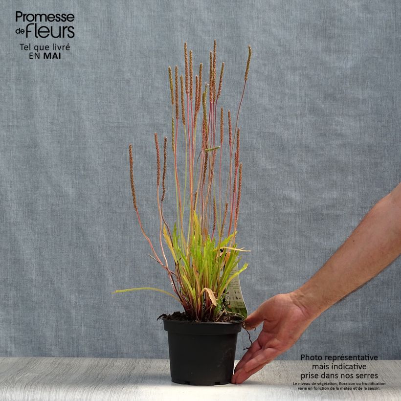 Example of Plantago coronopus - Schlitzblatt-Wegerich Topf mit 1,5L/2L as you get in printemps