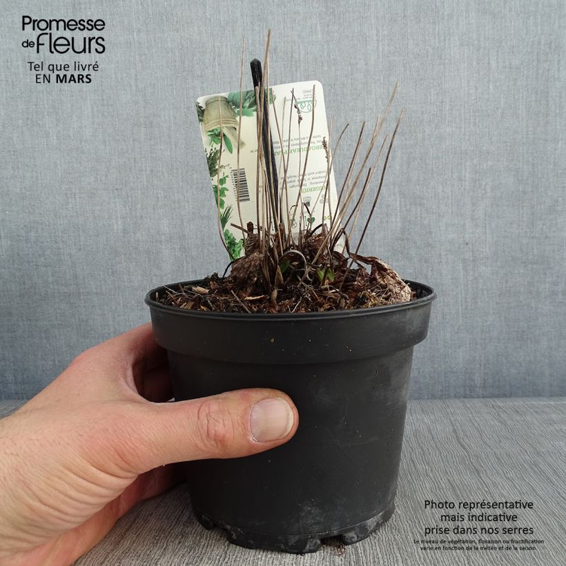 Example of Großer Wegerich Atropurpurea - Plantago major Topf mit 1,5L/2L as you get in hiver