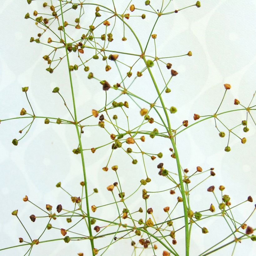 Alisma plantago-aquatica - Gemeiner Froschlöffel (Flowering)