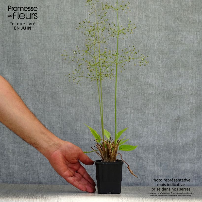 Exemplar von Alisma plantago-aquatica - Gemeiner Froschlöffel Kleine Töpfe von 8/9 cm wie im Sommer geliefert