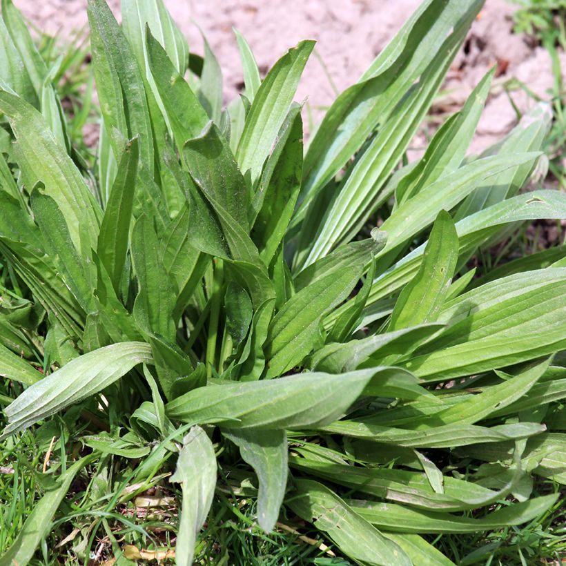 Spitz-Wegerich BIO (Samen) - Plantago lanceolata (Foliage)