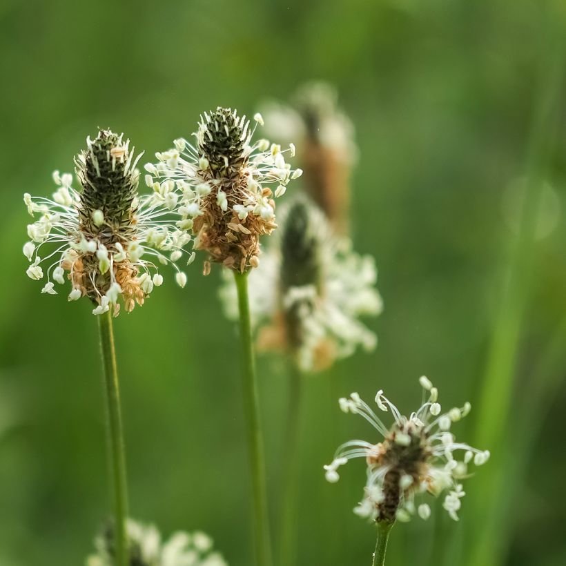 Spitz-Wegerich Bio - Ferme de Sainte Marthe - Plantago lanceolata (Flowering)
